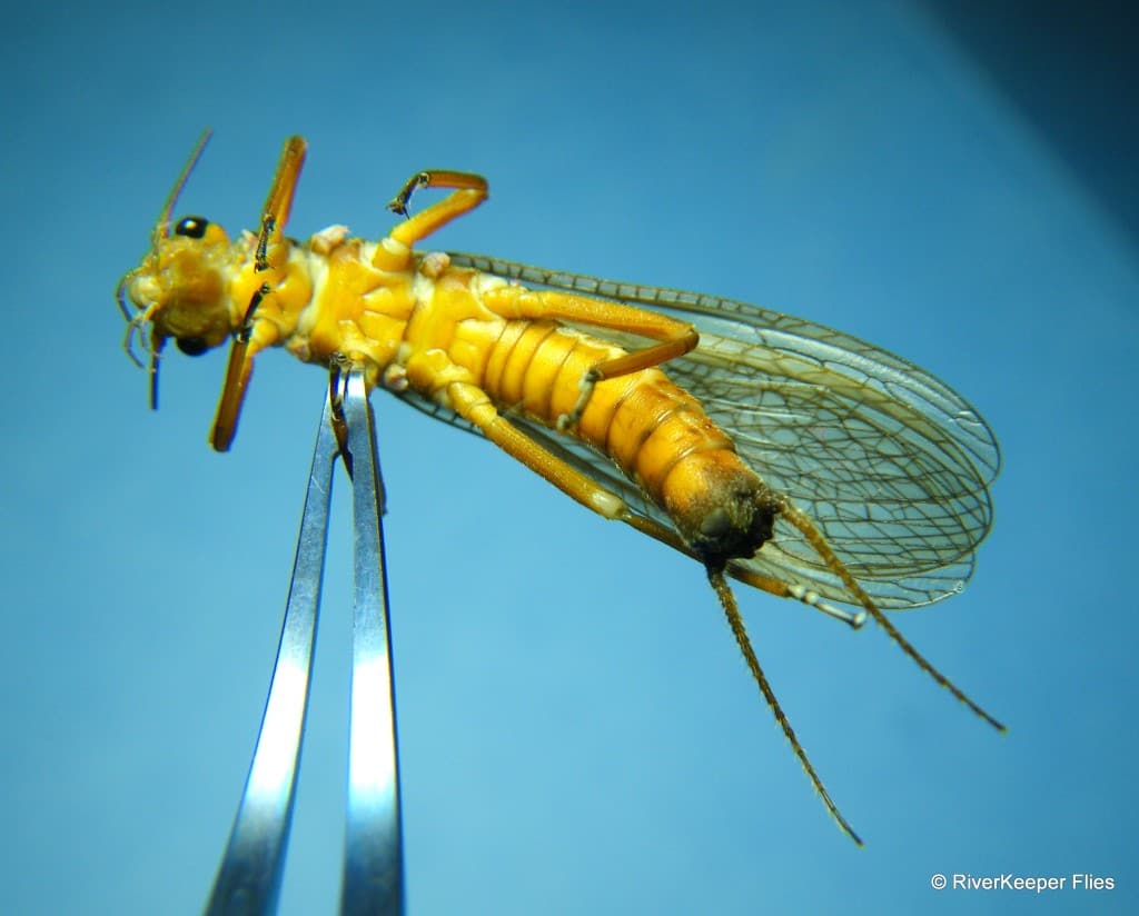 Golden Stoneflies