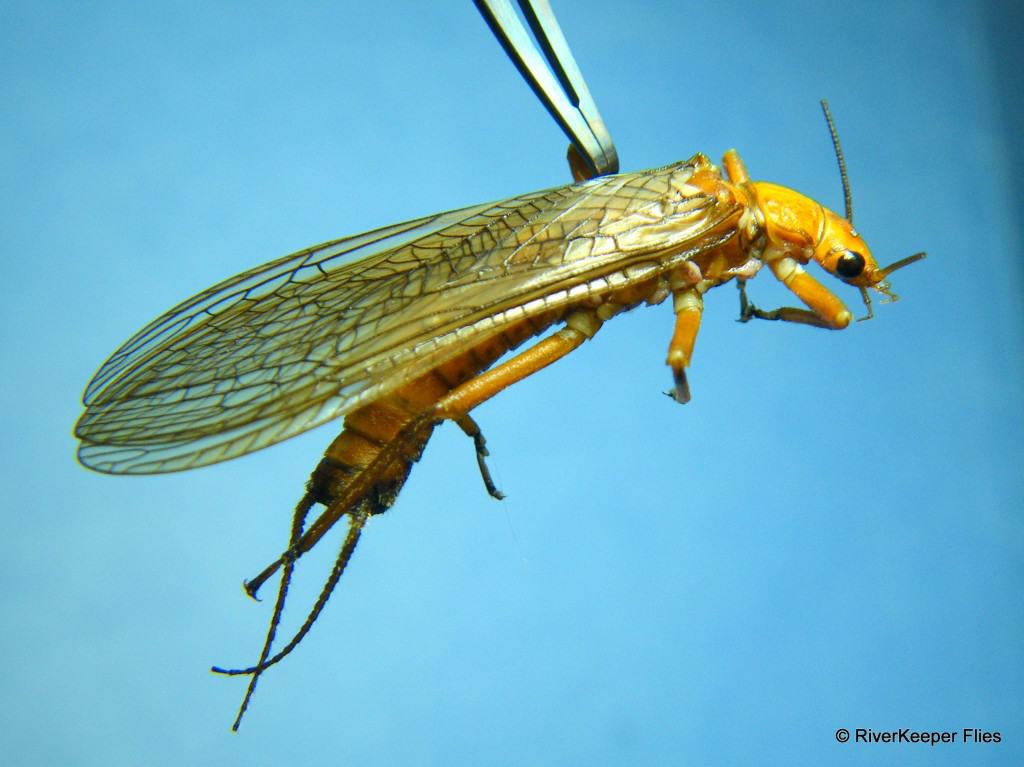 Golden Stonefly Adult|www.johnkreft.com