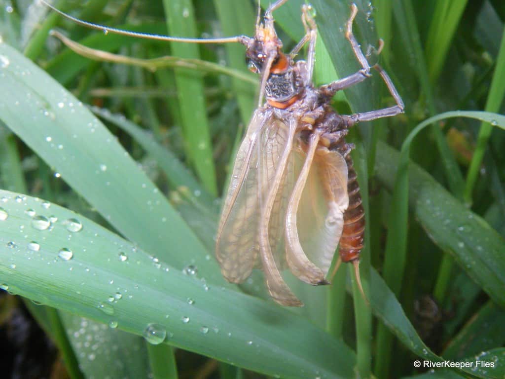 Salmonfly hatching