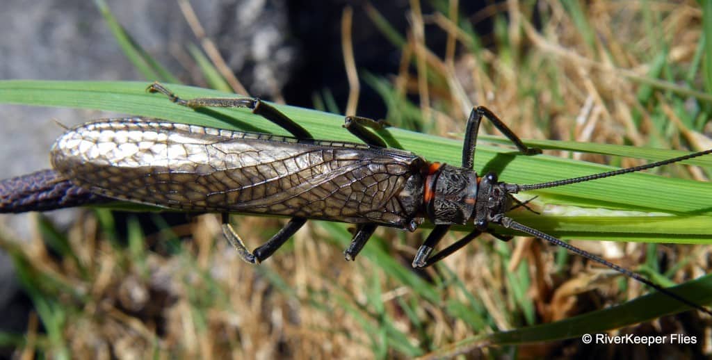 Salmonfly adult|www.johnkreft.com
