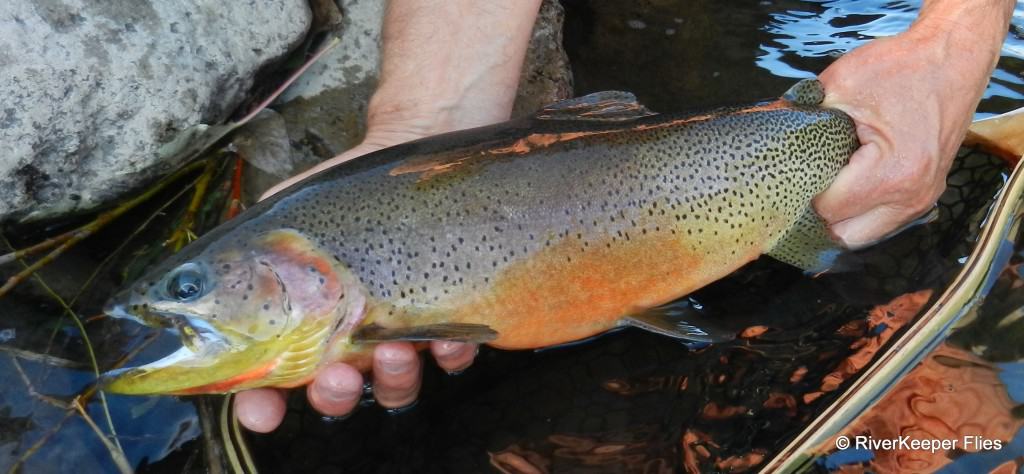 Cutthroat with Beetle Bailey|www.johnkreft.com