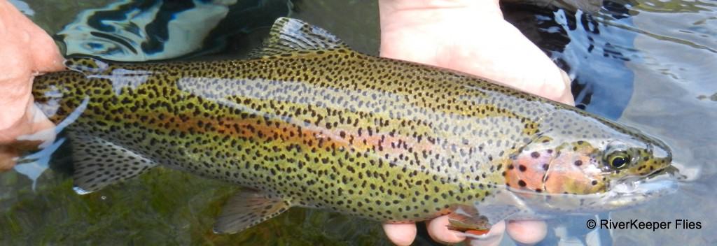 Rainbow trout|www.johnkreft.com