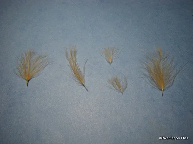 CDC feathers | www.johnkreft.com