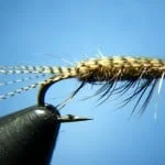 Dennys Callibaetis Nymph | www.johnkreft.com
