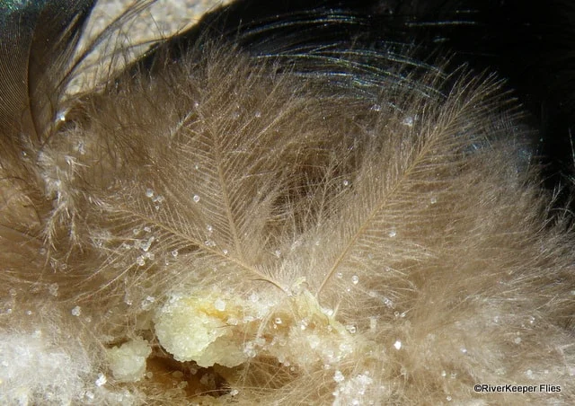 Wood duck - CDC | www.johnkreft.com