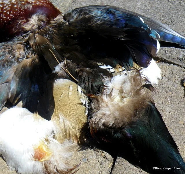 Wood duck skin | www.johnkreft.com