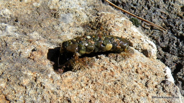 Cased Caddis | www.johnkreft.com