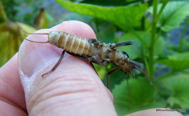 Doroneuria baumanni - bottom | www.johnkreft.com