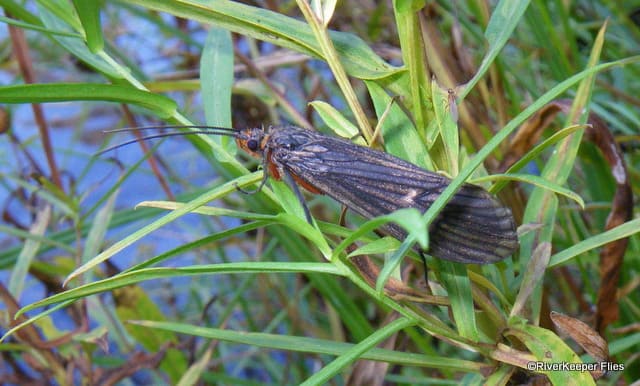 October Caddis | www.johnkreft.com