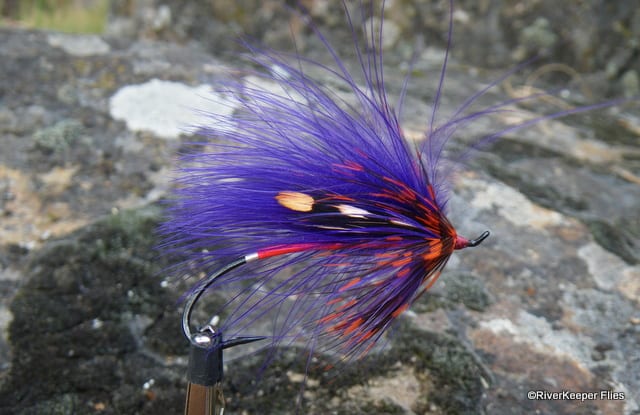 Sheweys Spawning Purple | www.johnkreft.com