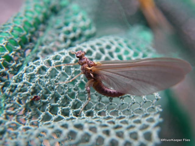 BWO | www.johnkreft.com