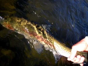 Deschutes Steelhead | www.johnkreft.com