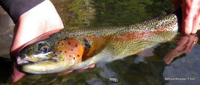 Rainbow trout | www.johnkreft.com
