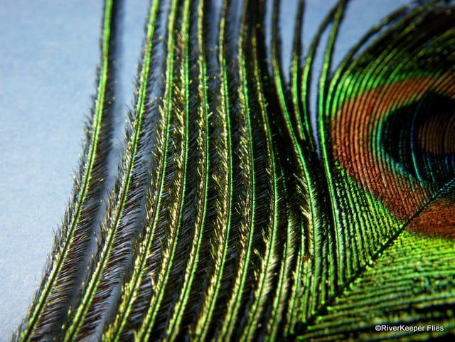 Peacock Eye | www.johnkreft.com