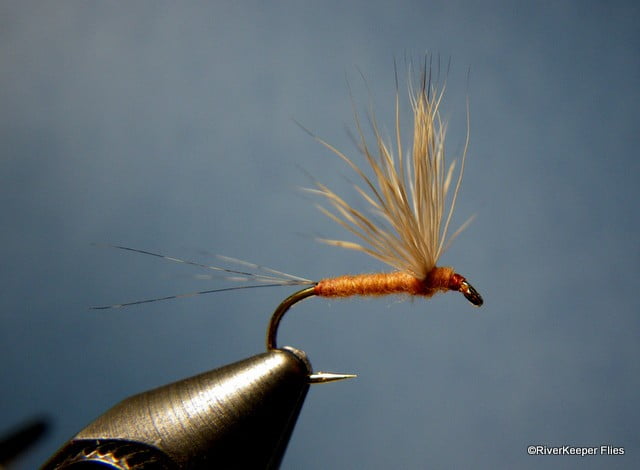 What The Flying Fish is this NEW Dry? – Starstuddedmag