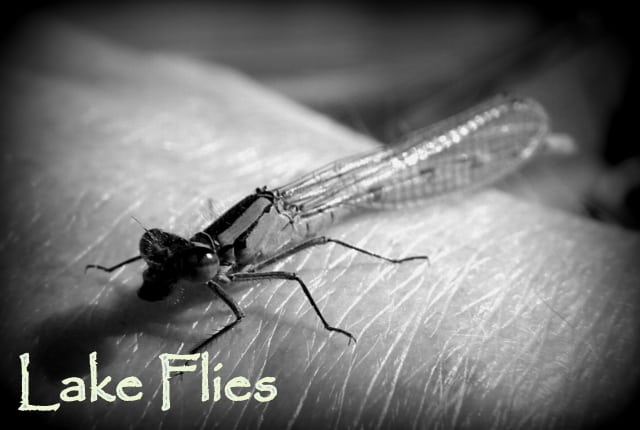 Lake Flies | www.johnkreft.com