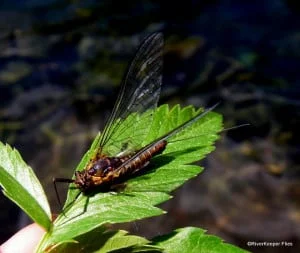 Green Drake Spinner | www.johnkreft.com