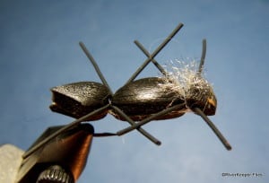 Chernobyl Ant