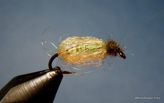 貴重　pupa floating 6 pupas Live in Tokyo 貴重 pupa floating 6 pupas Live in Tokyo