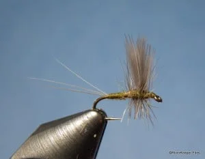 Olive Thorax Mayfly | www.johnkreft.com