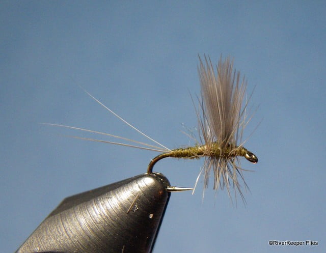 Olive Thorax Mayfly | www.johnkreft.com