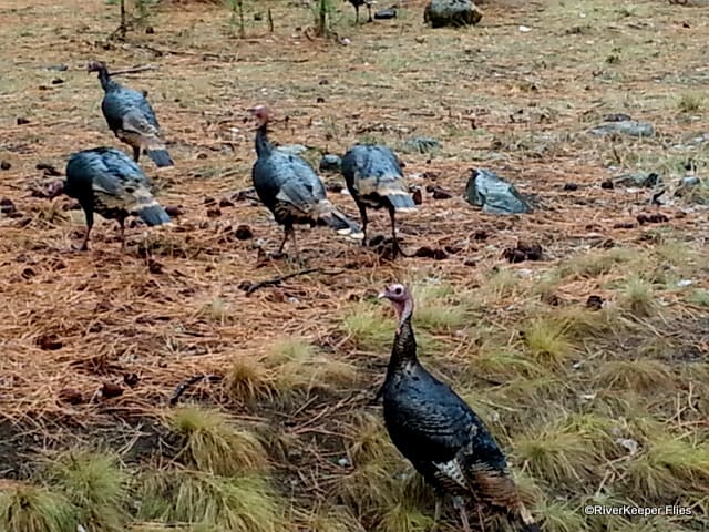 Flock of Turkeys | www.johnkreft.com