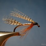 Silver Stork | www.johnkreft.com