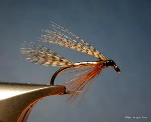 Silver Stork | www.johnkreft.com