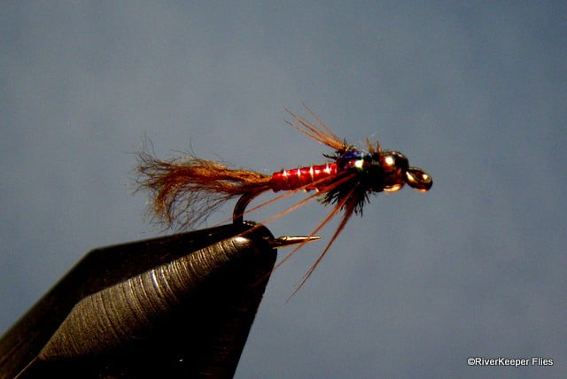 Lightning Bug - Red Body | www.johnkreft.com