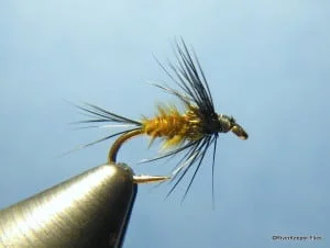 Lingrens Olive | www.johnkreft.com