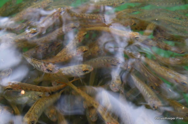 Spring Chinook Fry | www.johnkreft.com