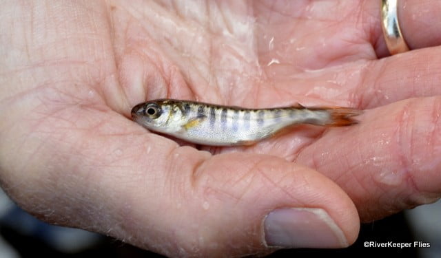 Spring Chinook Salmon Fry | www.johnkreft.com