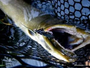 Bull Trout with Black Leech | www.johnkreft.com