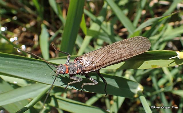 Charlie's Whipper - An Old Whip Finishing Tool - RiverKeeper Flies