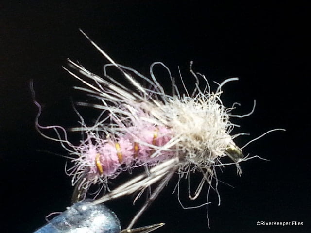 Glossosoma Caddis Larva | www.johnkreft.com