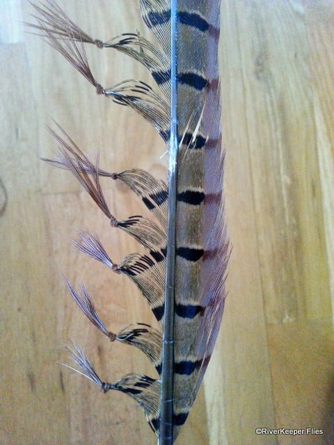 Pheasant Tail Legs | www.johnkreft.com