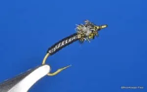 Swannundaze Midge | www.johnkreft.com