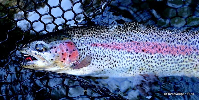 Metolius Rainbow and Chernobyl Ant | www.johnkreft.com