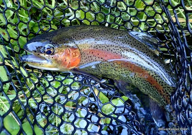 Metolius Redside | www.johnkreft.com