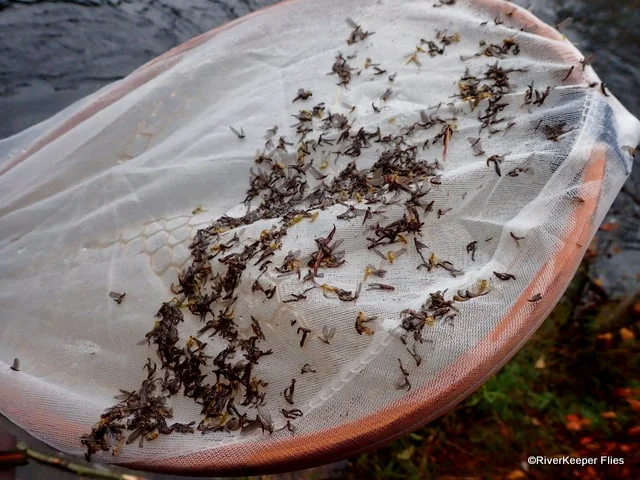 Epic Mayfly Hatch | www.johnkreft.com