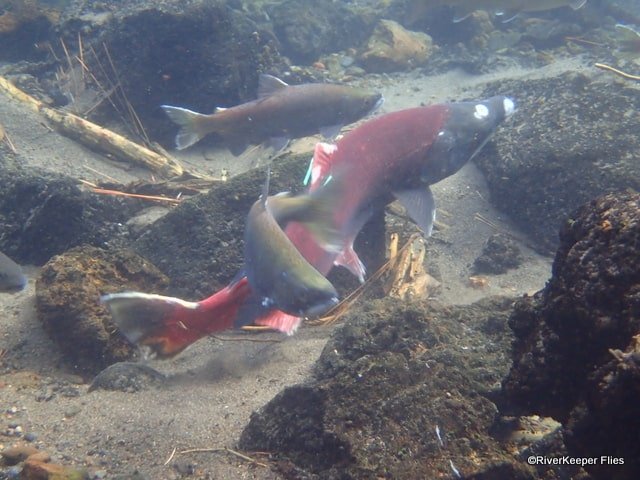 Metolius River Sockeye Salmon | www.johnkreft.com