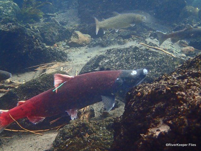Metolius River Sockeye Salmon | www.johnkreft.com
