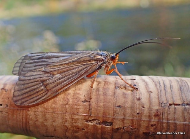 October Caddis | www.johnkreft.com