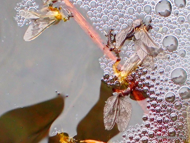 PMDs and Baetis in Eddy | www.johnkreft.com