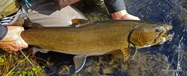 Metolius River Bull Trout | www.johnkreft.com
