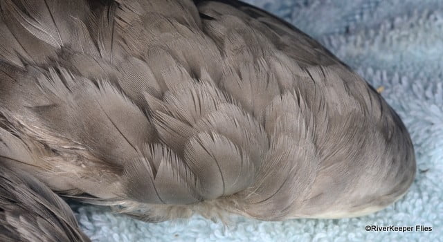 Mallard Wing - Covert Feathers | www.johnkreft.com