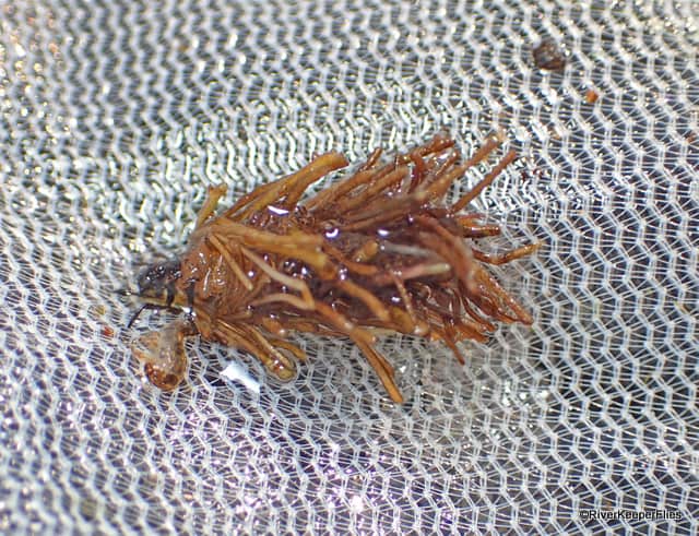 Cased Caddis with Reeds | www.johnkreft.com