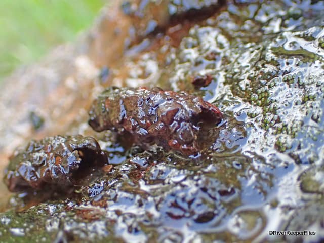 Cased Caddis with Rocks | www.johnkreft.com