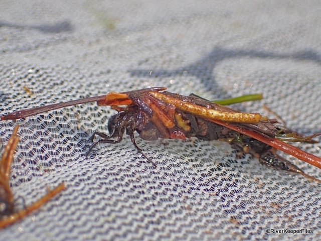 Cased Caddis with Sticks | www.johnkreft.com