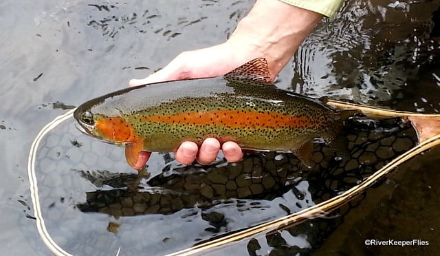 Holding Trout Over Net | www.johnkreft.com